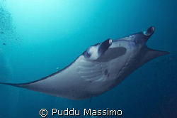 manta rey,nikon d2x 10,5mm by Puddu Massimo 